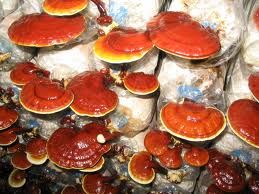 ganoderma.jpg