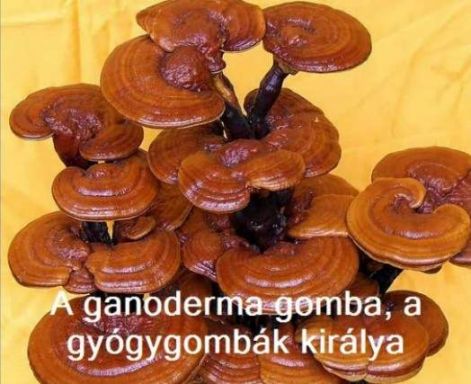 ganodermagomba.jpg